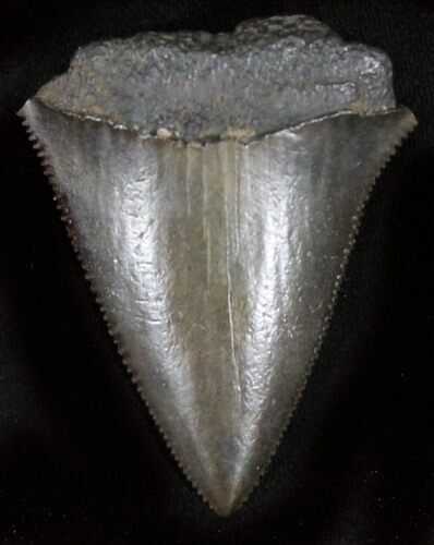 Serrated Fossil Great White Shark Tooth - #29055